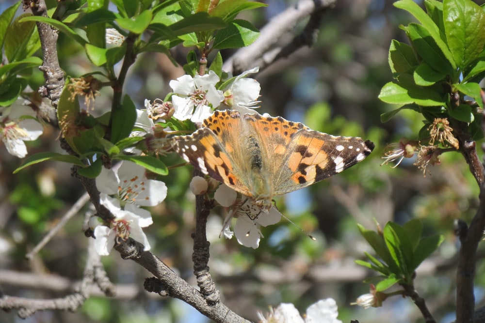 a butterfly sitting on a branch of a tree