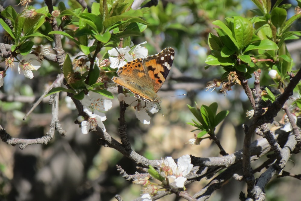 a butterfly sitting on a branch of a tree