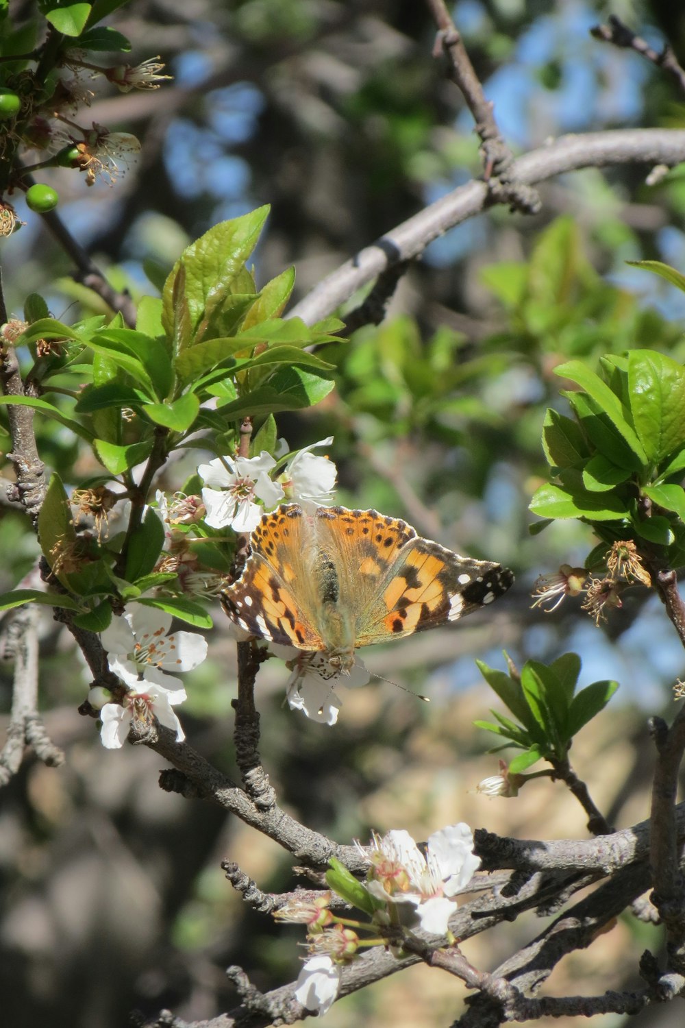 a butterfly sitting on a branch of a tree