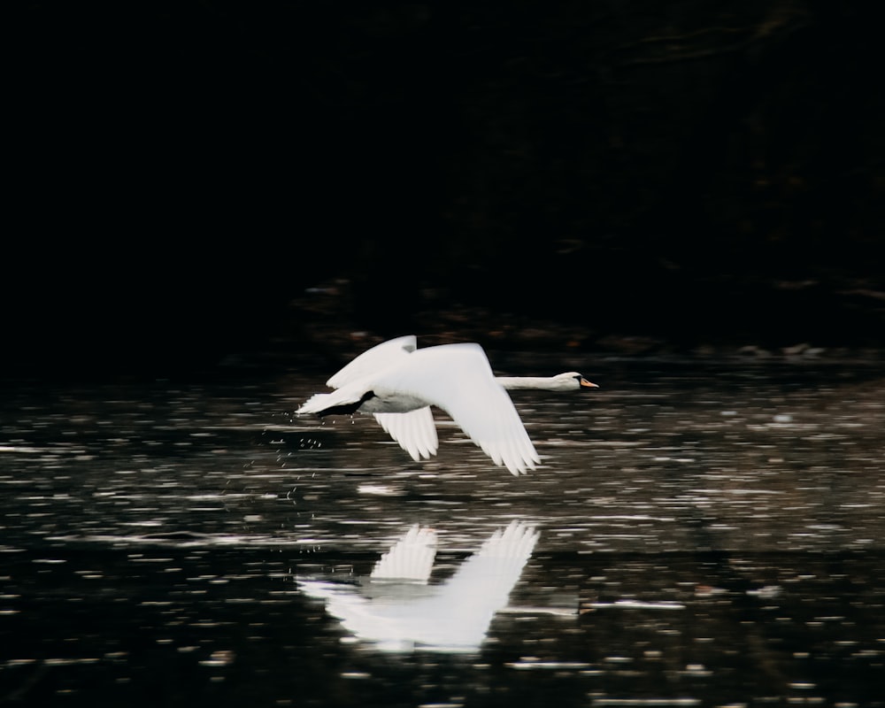 a white bird flying over a body of water