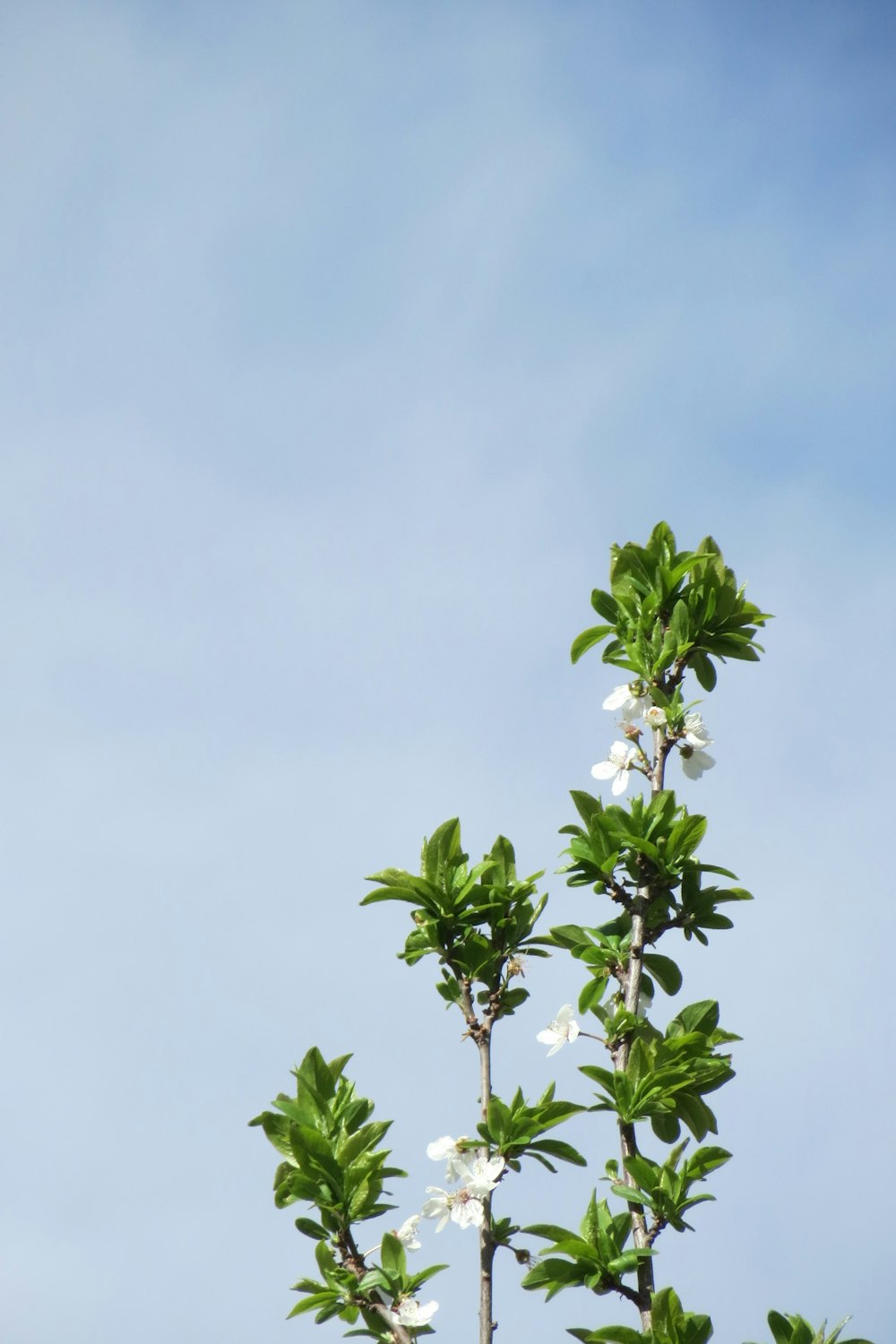 a tree with white flowers and green leaves