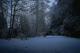 a bench in the middle of a snowy forest