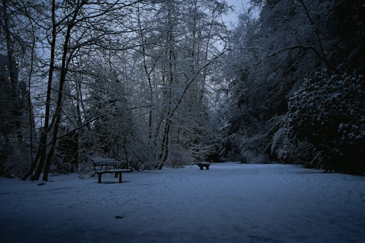 a bench in the middle of a snowy forest