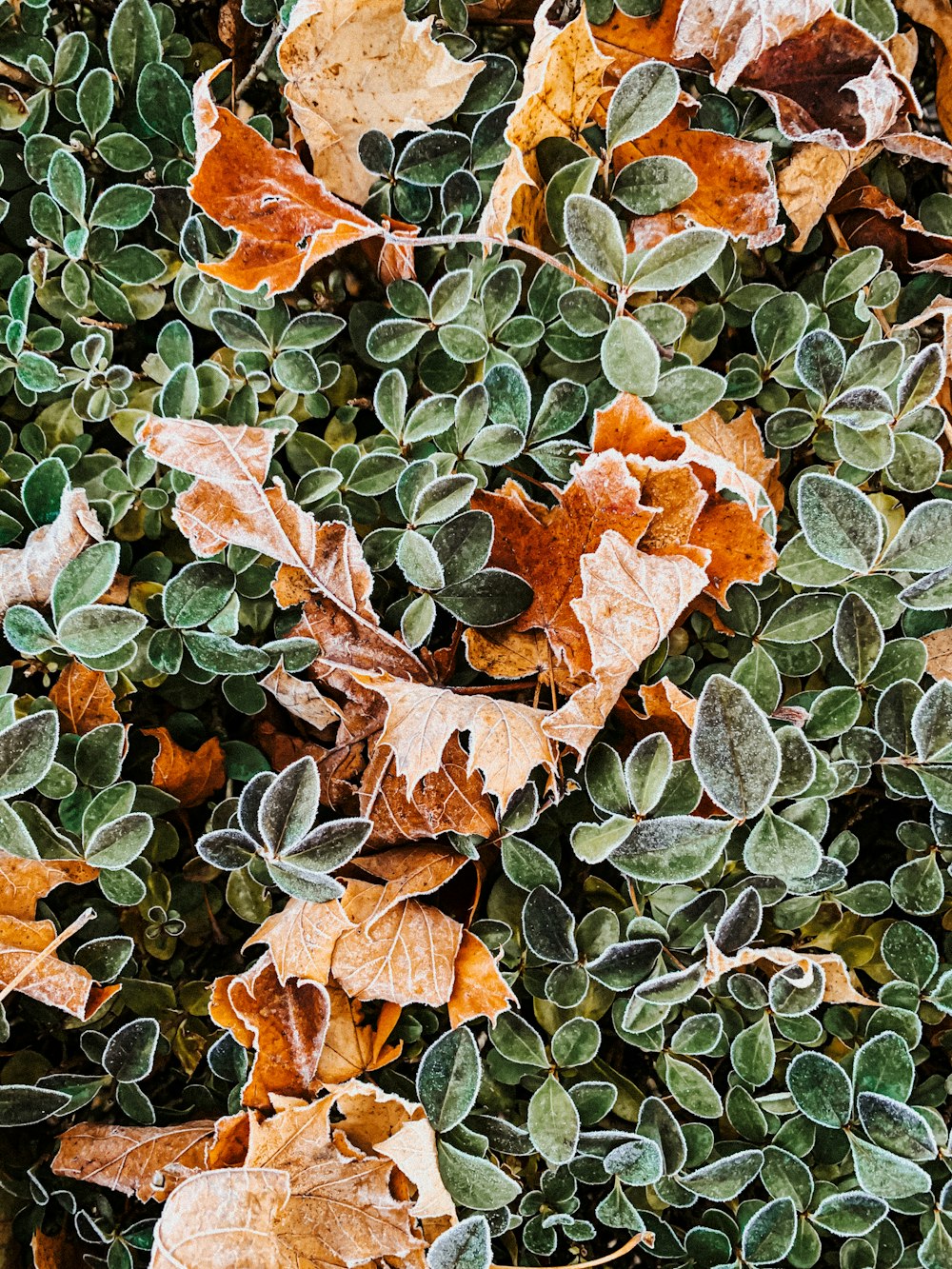 a bunch of leaves that are on the ground