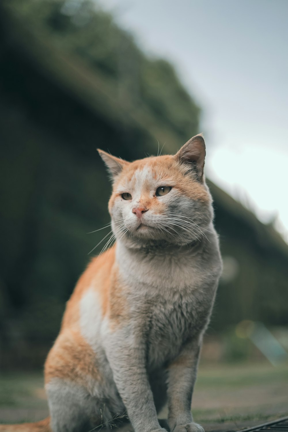 an orange and white cat sitting on top of a log