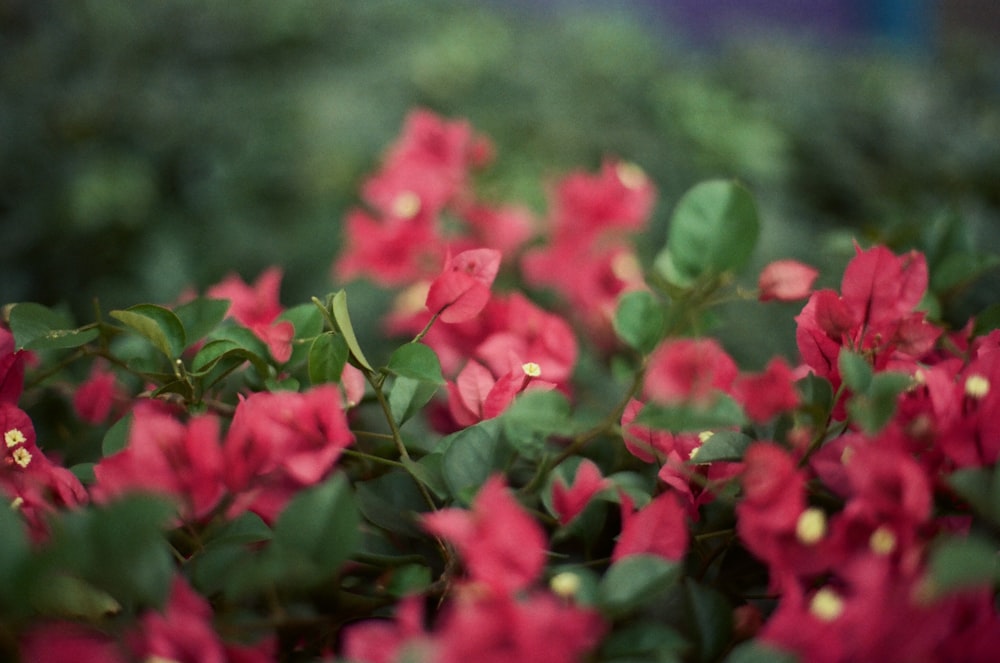 a bunch of red flowers with green leaves