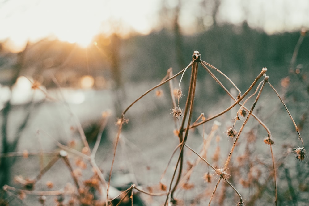 a close up of a plant with the sun in the background