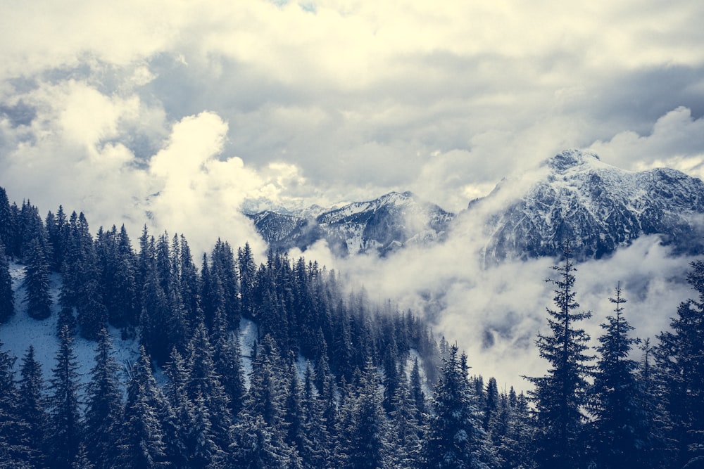 a mountain covered in clouds and trees under a cloudy sky