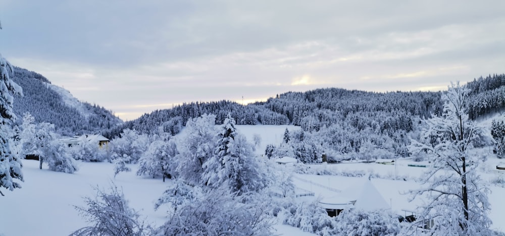 a snowy landscape with trees and houses in the distance