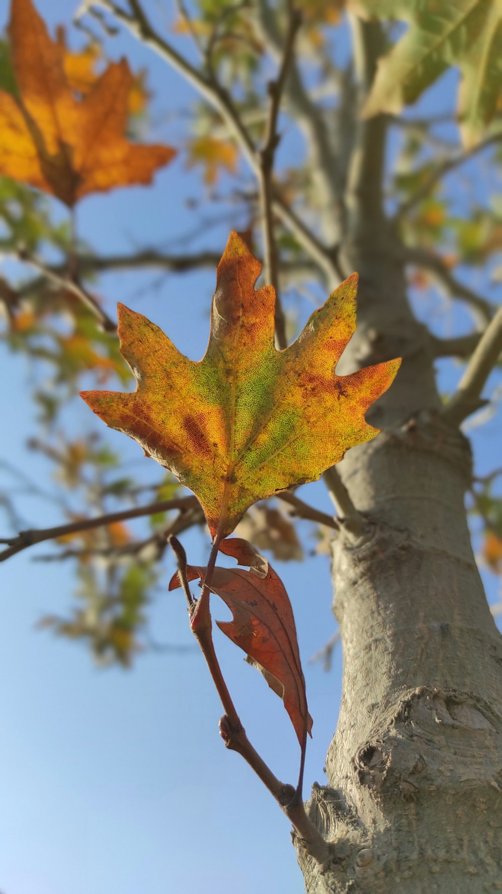 a maple leaf on a tree with a blue sky in the background