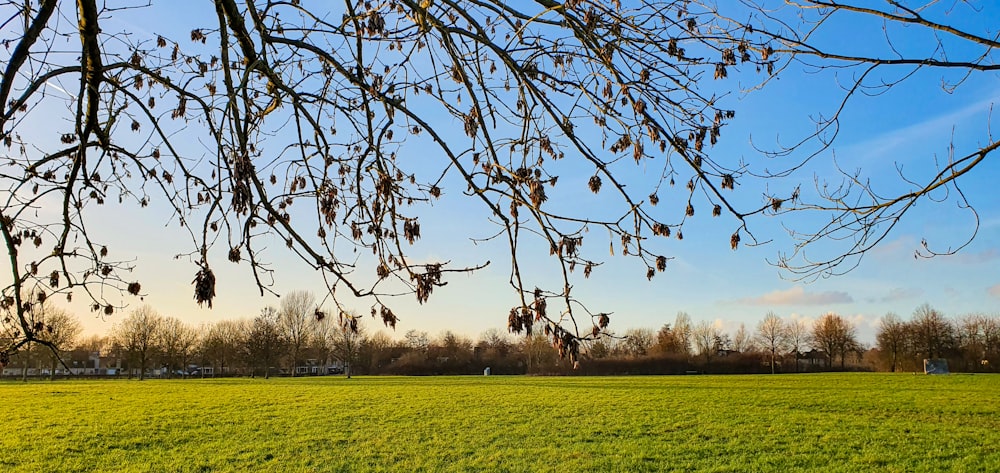 a grassy field with trees in the background