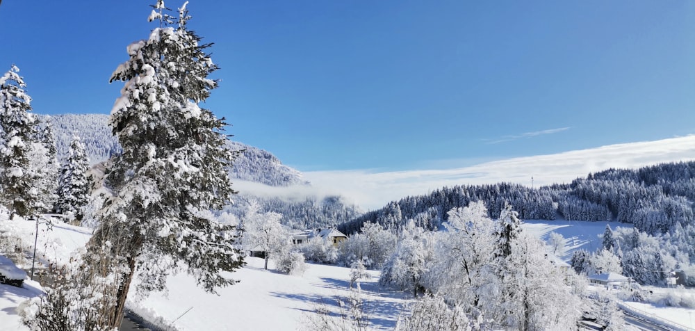 a view of a snow covered mountain with trees