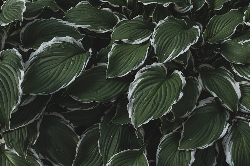 a close up of a plant with green leaves