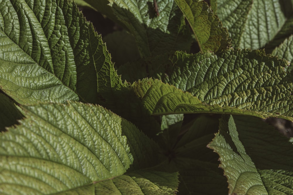 a close up of a green leafy plant