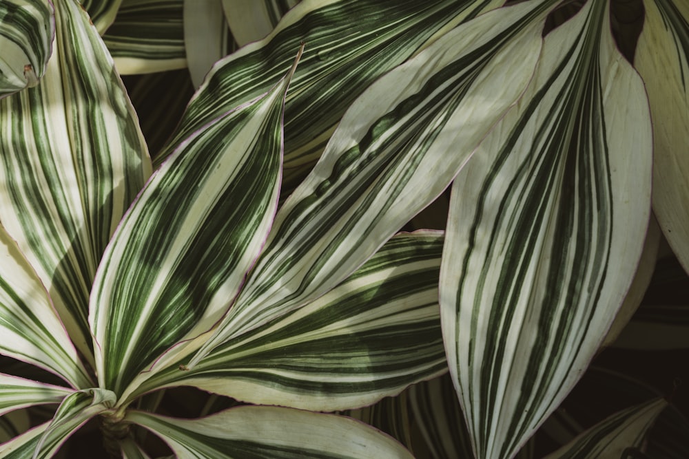 a close up of a green and white plant