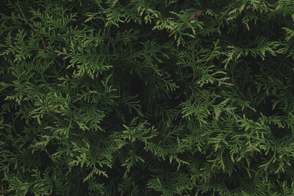 a close up of a tree with green leaves