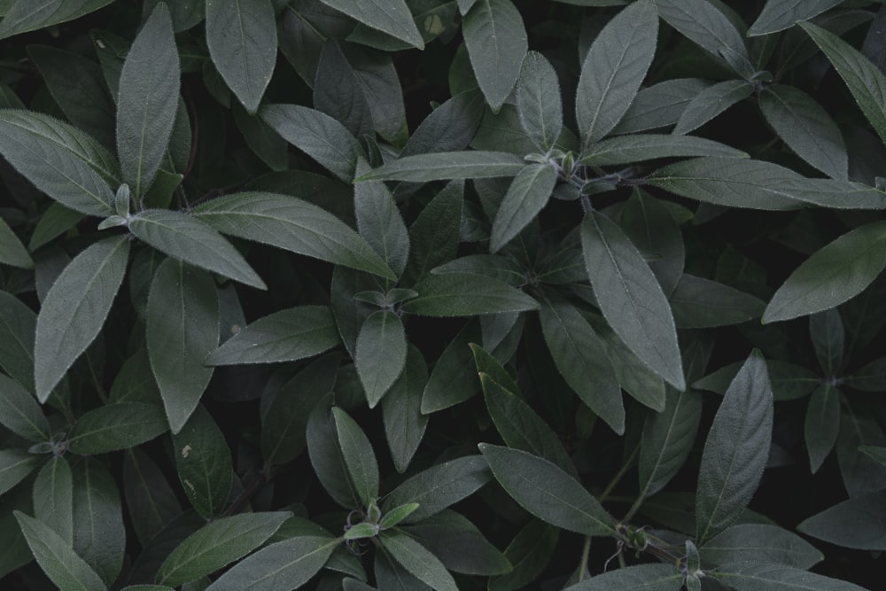 a close up of a green plant with leaves