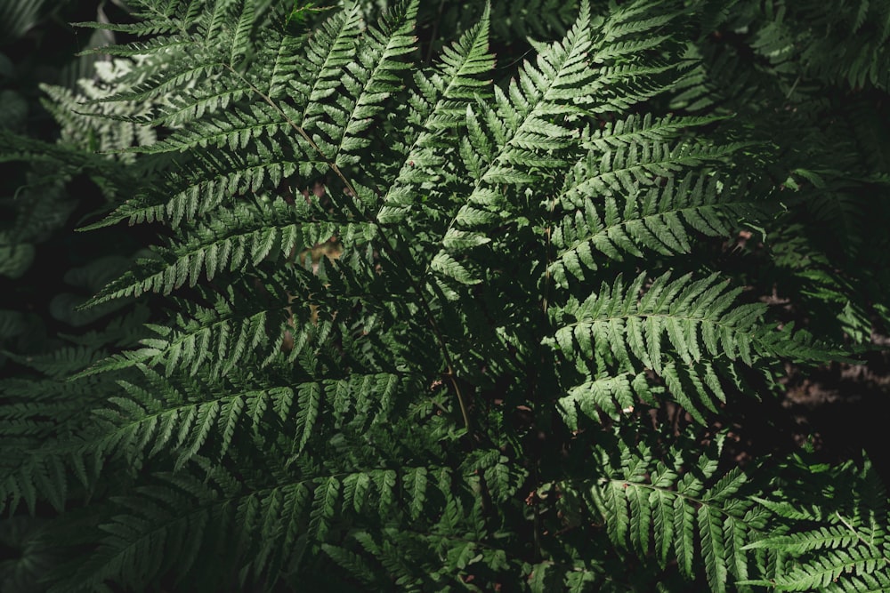 a close up of a green plant with lots of leaves