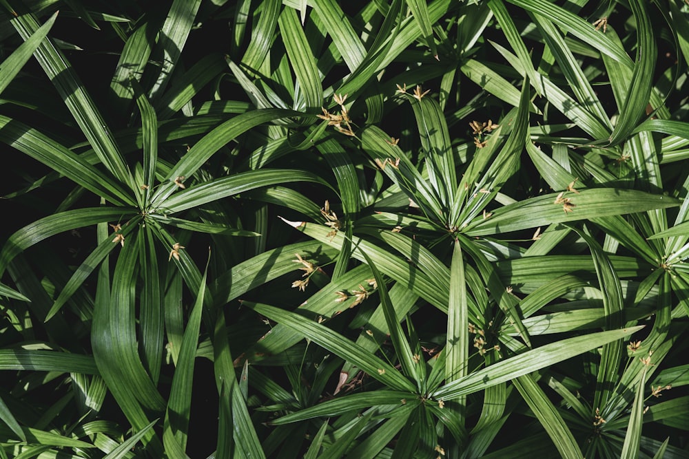 a close up of a plant with lots of green leaves