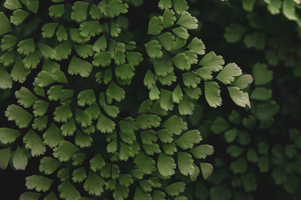 a close up of a green plant with lots of leaves