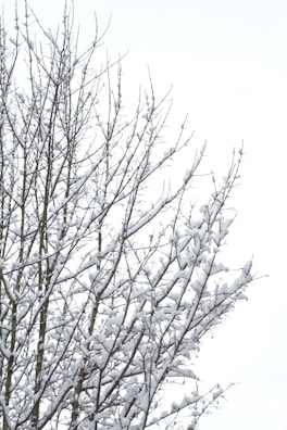 a snow covered tree with no leaves on it