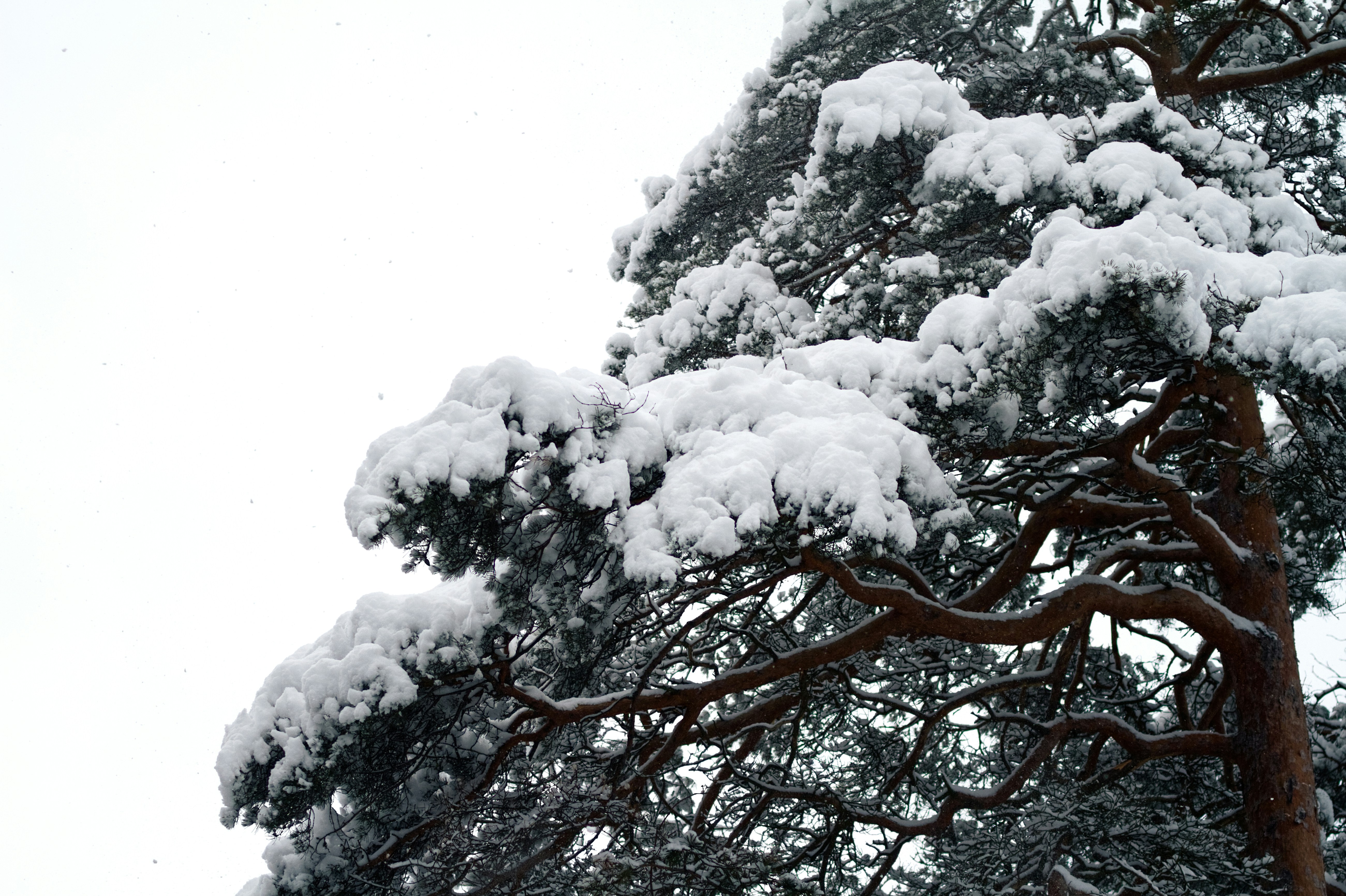 Photo by risto_kokkonen