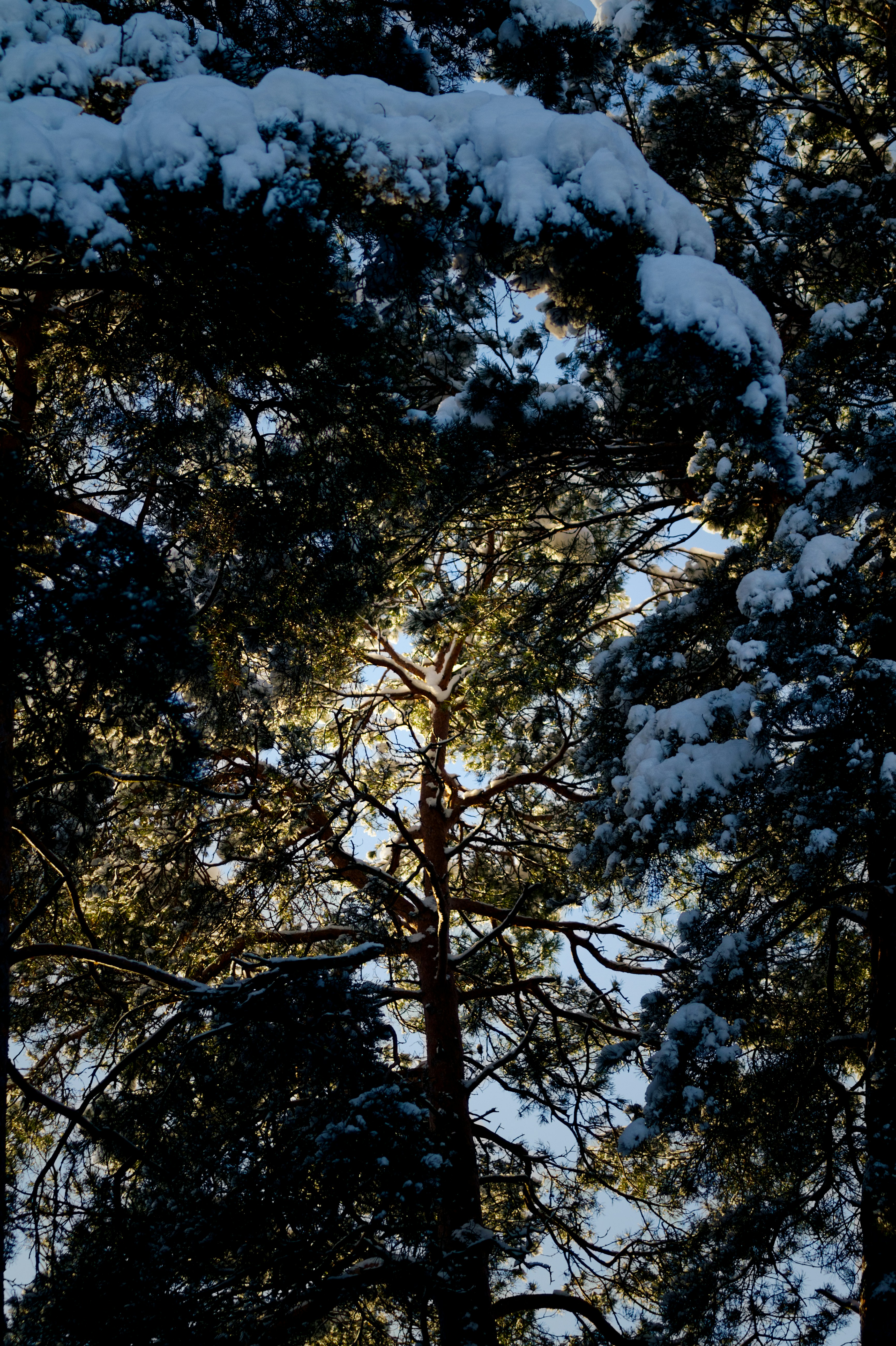 Photo by risto_kokkonen