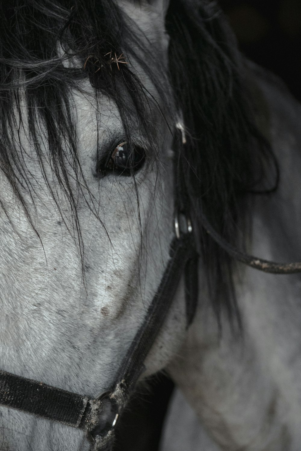 a close up of a white horse with black hair