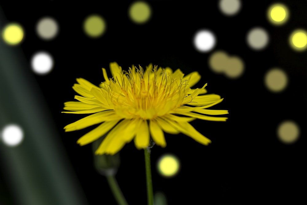 Un primer plano de una flor amarilla sobre un fondo negro