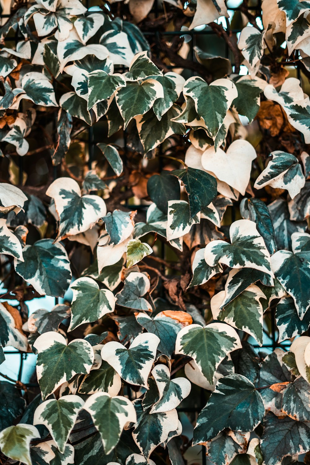 a bunch of green and white leaves on a tree