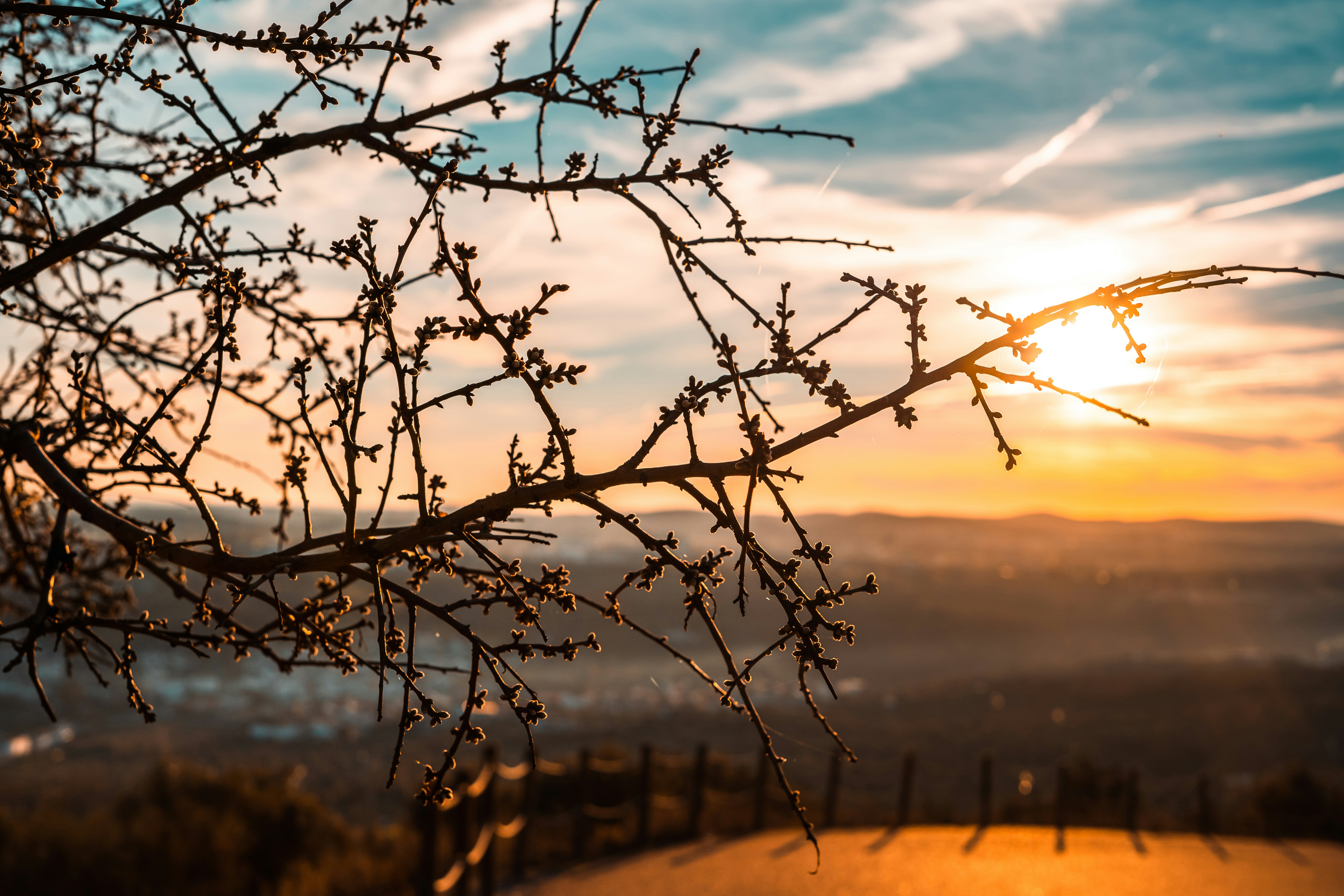 o sol está se pondo atrás de uma árvore sem folhas