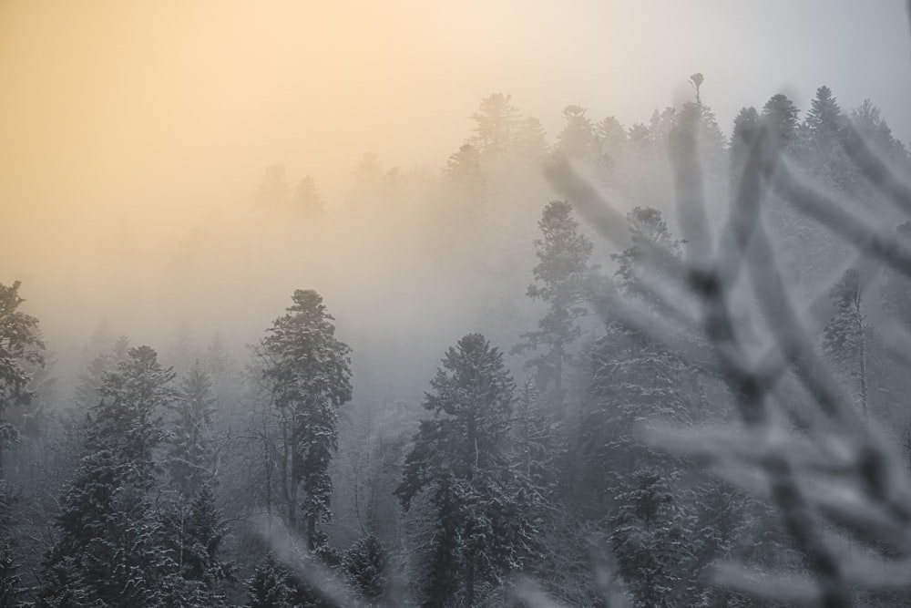 a foggy forest filled with lots of trees