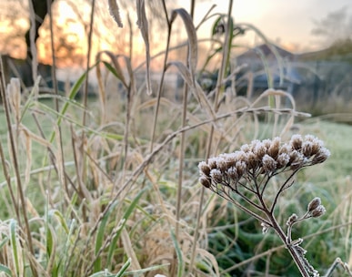 a close up of a flower in a field