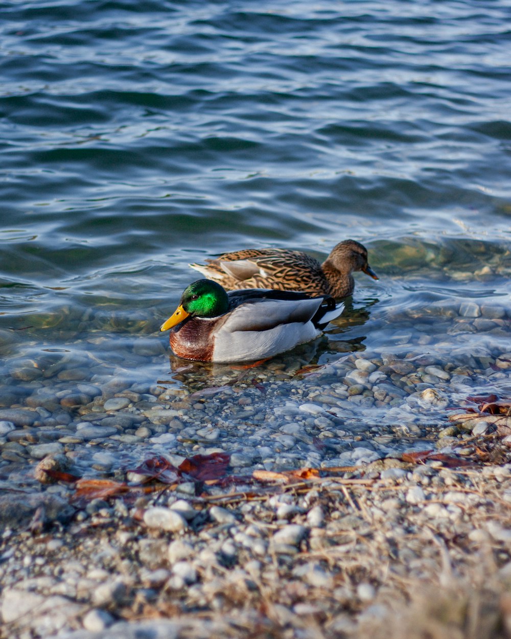 a couple of ducks floating on top of a body of water