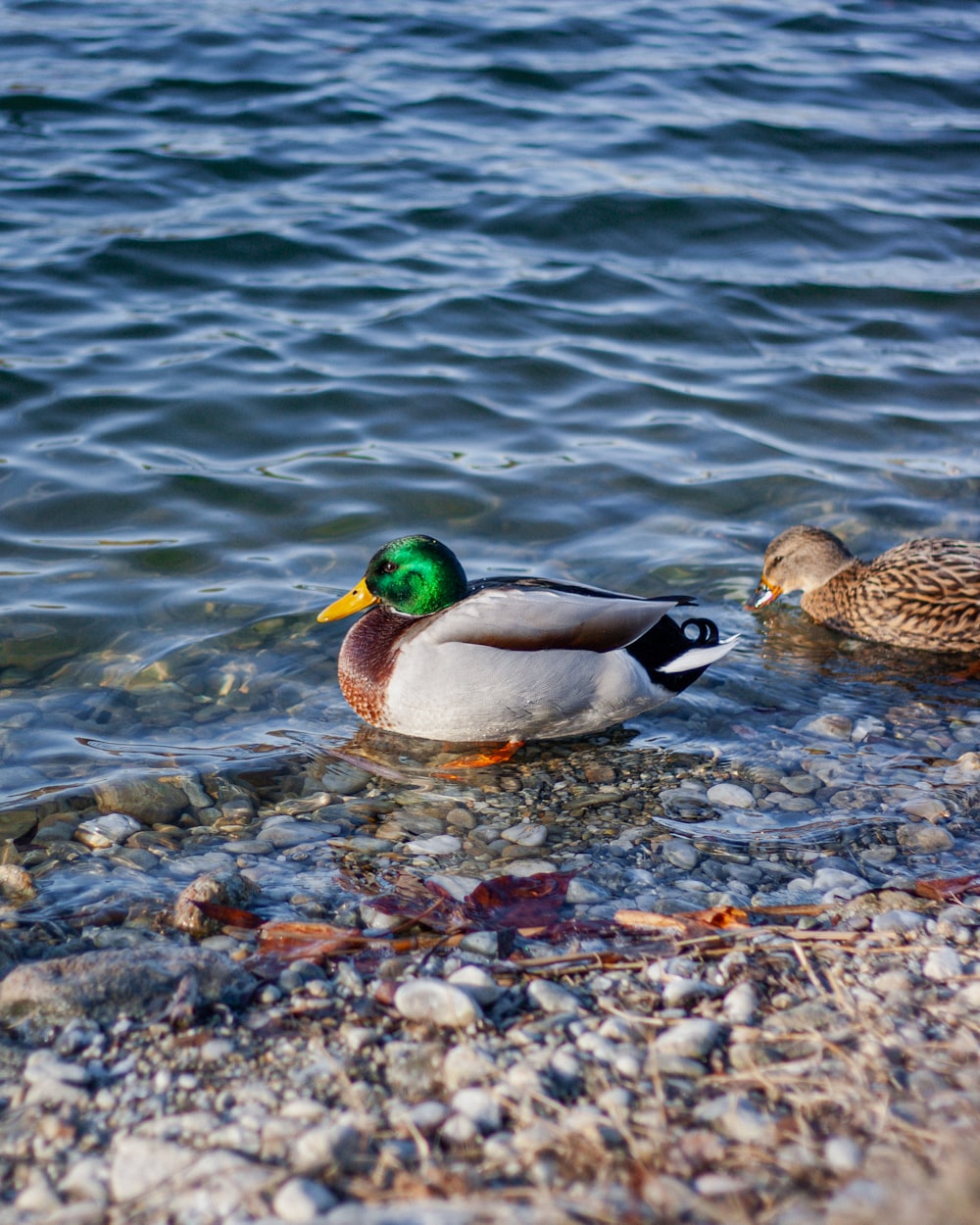 a couple of ducks that are standing in the water