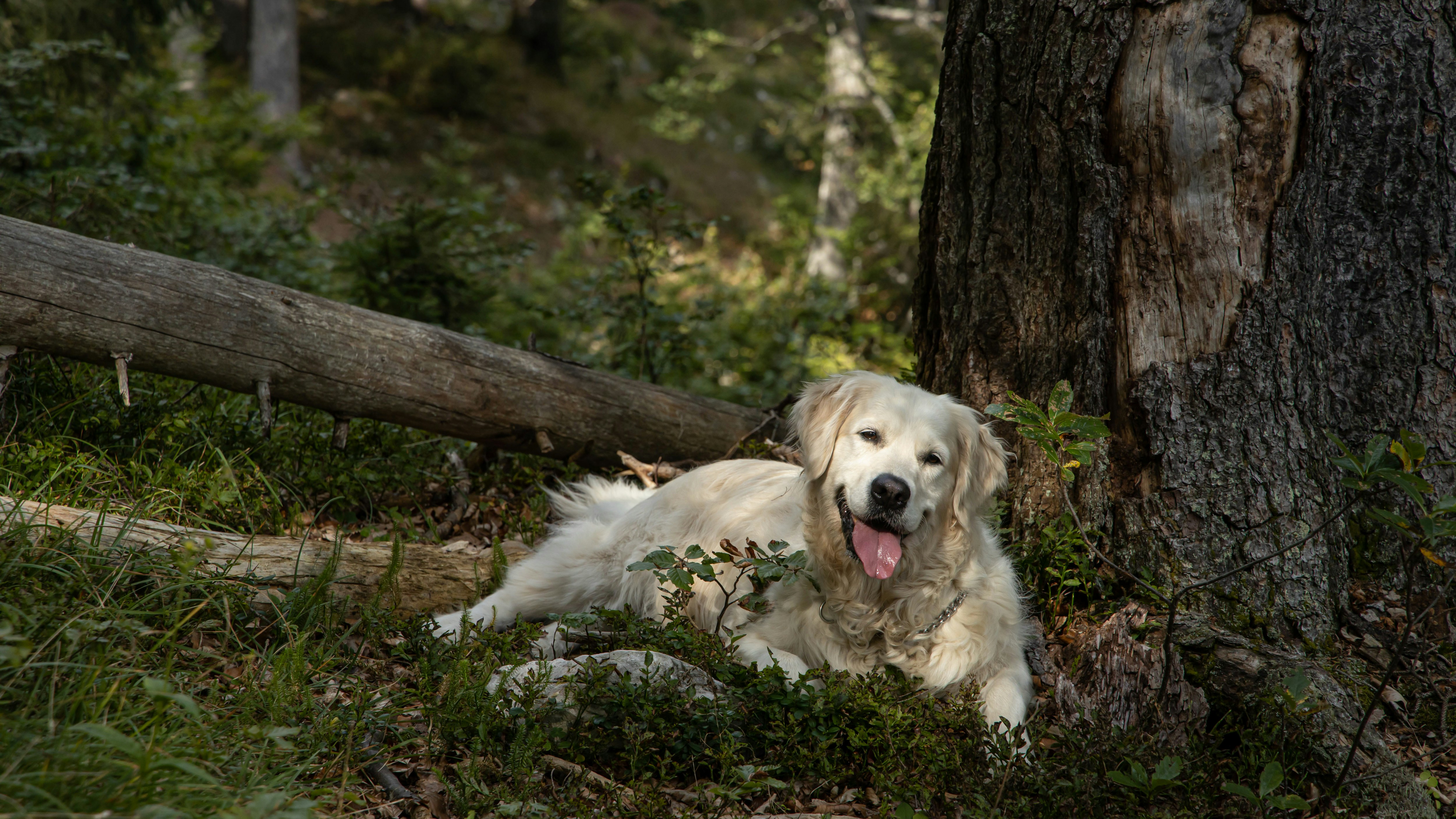 a large white dog laying next to a tree