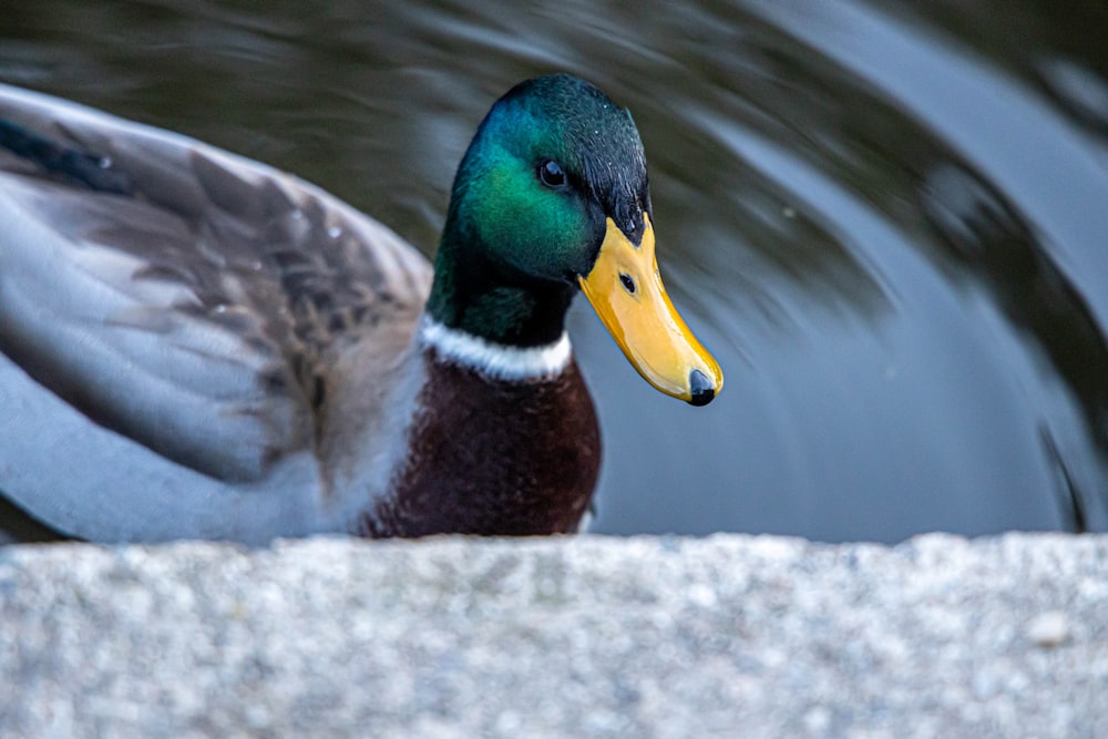 a duck with a yellow beak sitting on the edge of a body of water