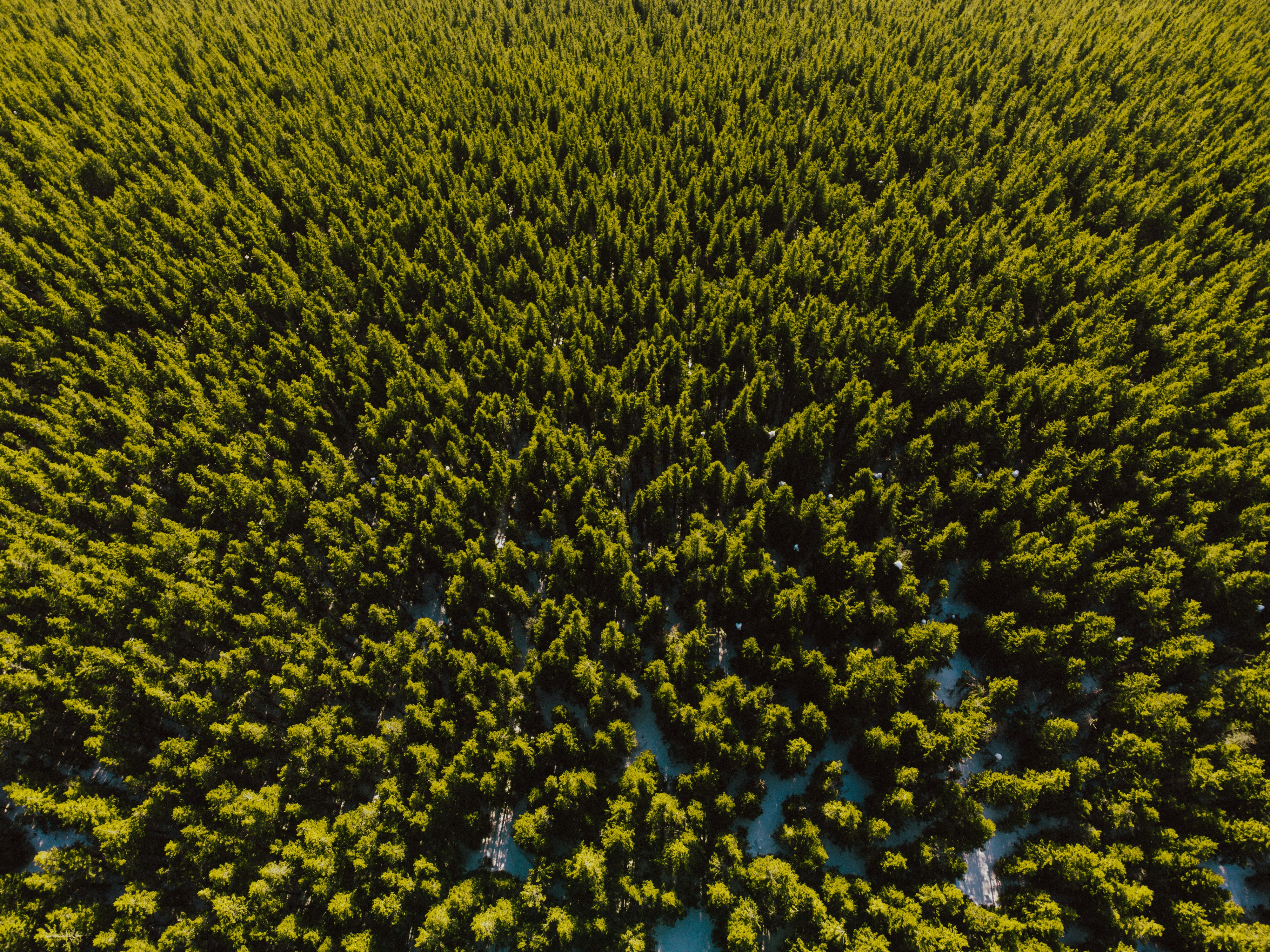 forest landscape wallpaper, wallpaper, Painting Landscapes En Plein Air While Camping 6