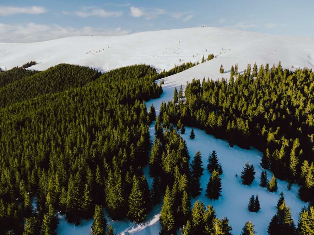 an aerial view of a snow covered forest