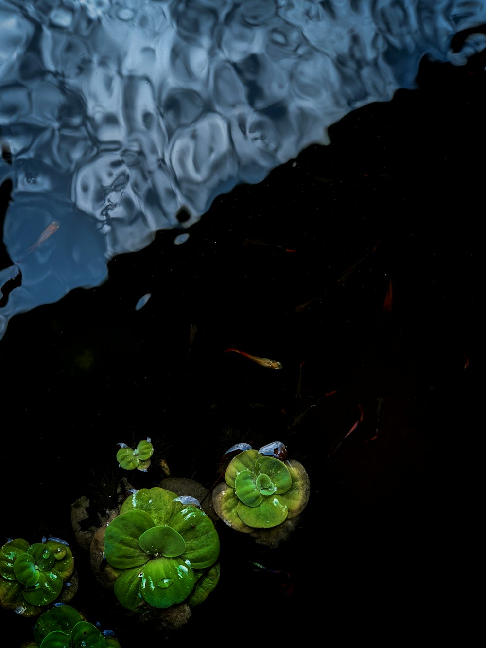 a group of water lilies floating on top of a body of water
