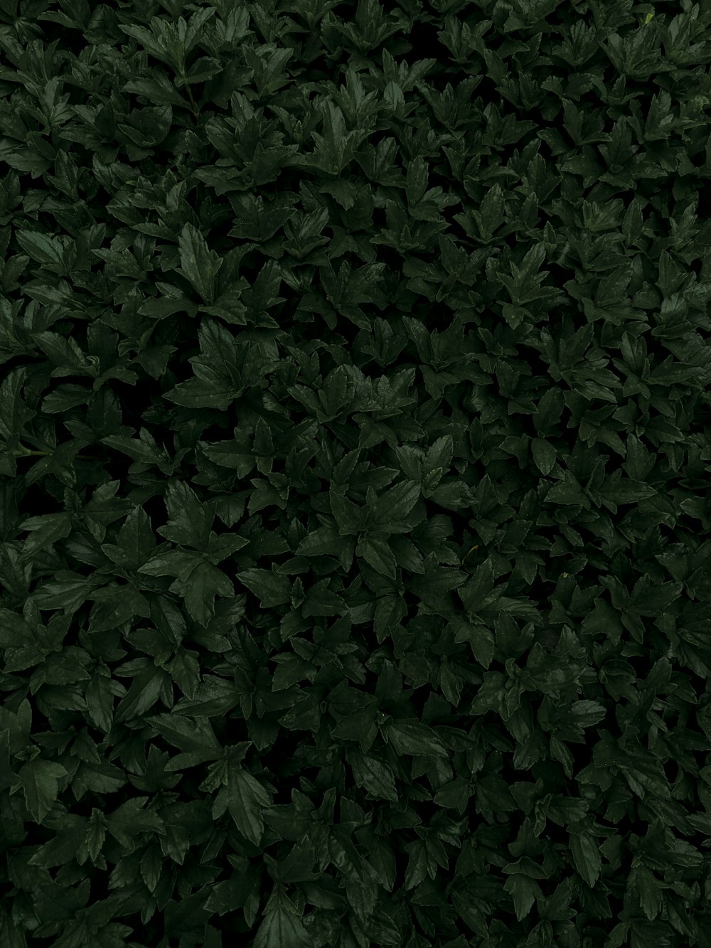 a close up of a bush with green leaves