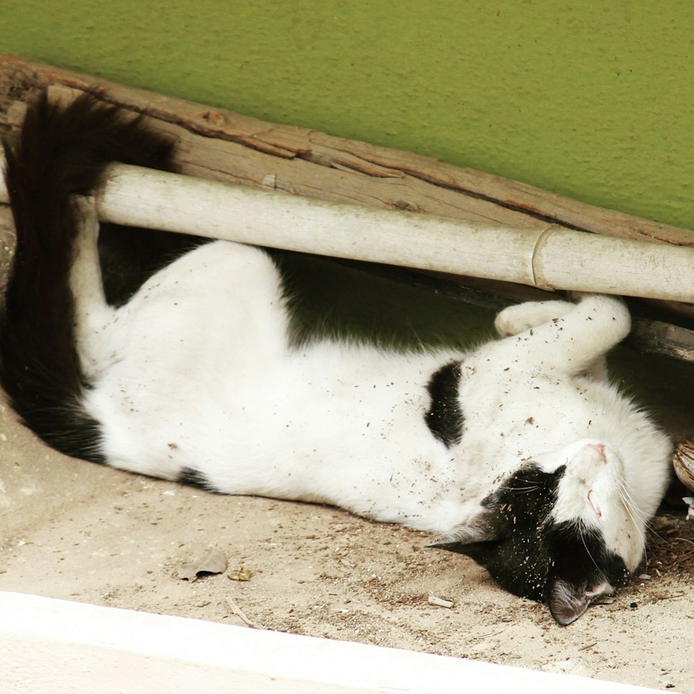 Eine schwarz-weiße Katze liegt auf dem Boden