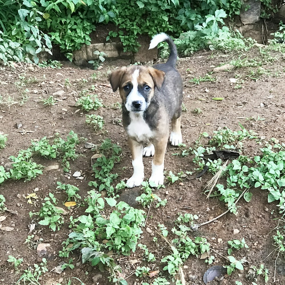 a small dog standing on top of a dirt field