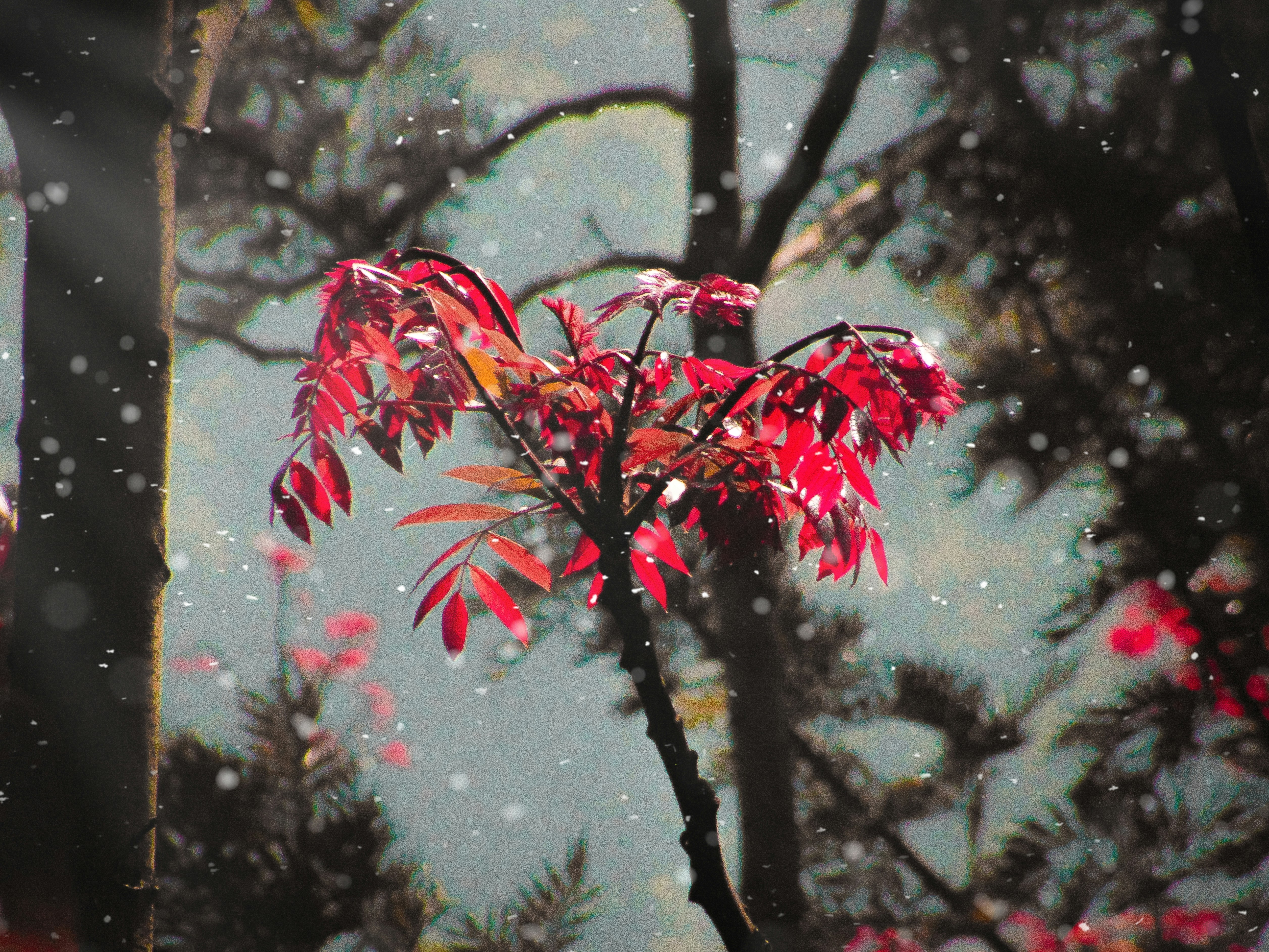 a tree with red leaves in the snow photo – Free Plant Image on Unsplash