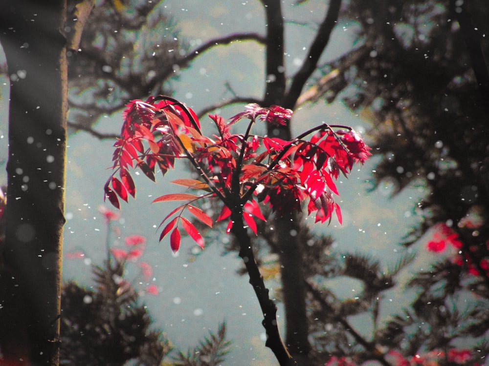 a tree with red leaves in the snow
