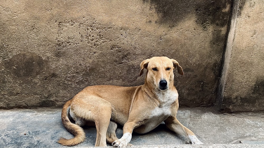 a brown dog sitting on the ground next to a wall