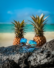 two pineapples with sunglasses on a rocky beach