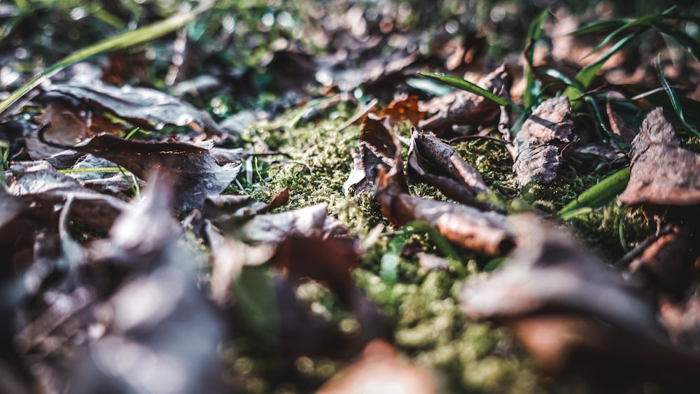 a close up of leaves and grass on the ground