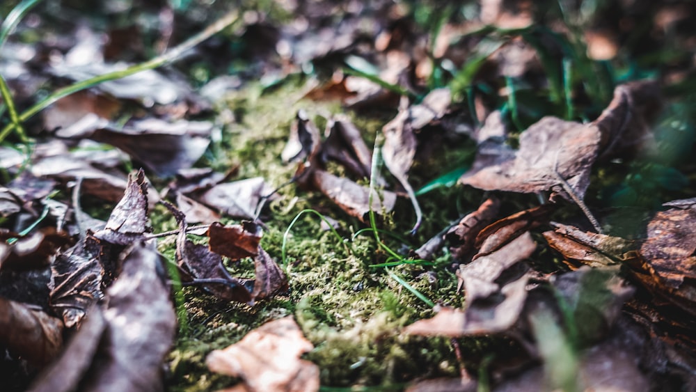 a close up of leaves and grass on the ground