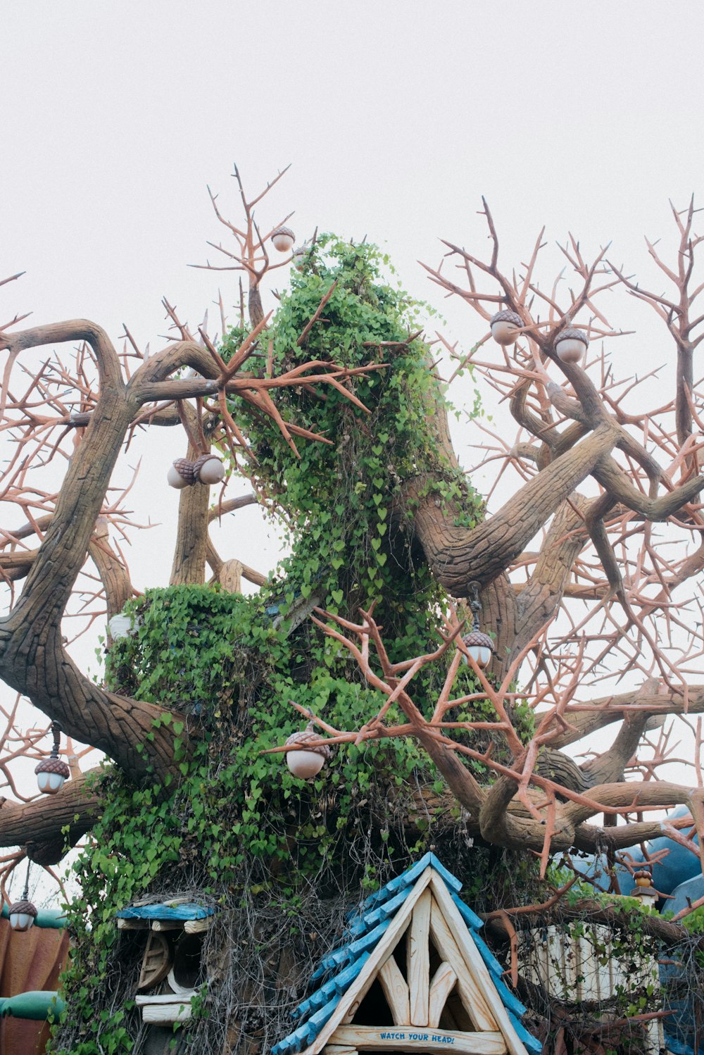 a very tall tree with lots of branches